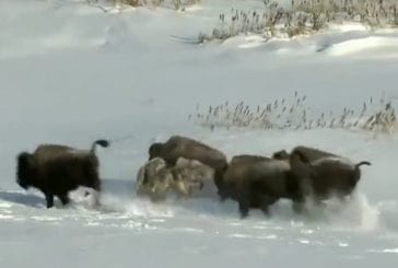 Un bison se fait attaquer par des loups et c’est son pot qui va le finir !