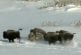 Un bison se fait attaquer par des loups et c’est son pot qui va le finir !