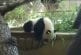 Un bébé panda fait une chute tête la première sur du béton !