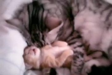 Cette maman chat fait un câlin à son chaton