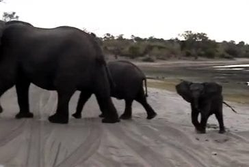 Un éléphanteau se fait peur en éternuant