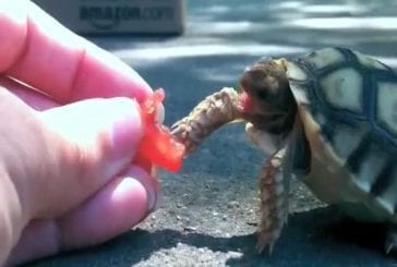 Une tortue galère pour se nourrir !