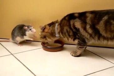 Un rat et un chat mangent ensemble !