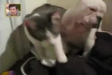Un chat met un chien K.O.