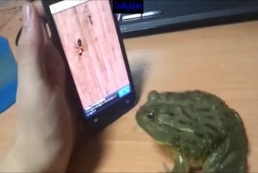 Jeux dangereux sur Iphone pour grenouille