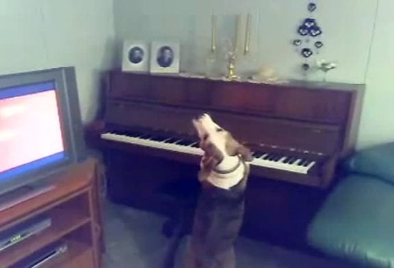 Un chien joue du piano !