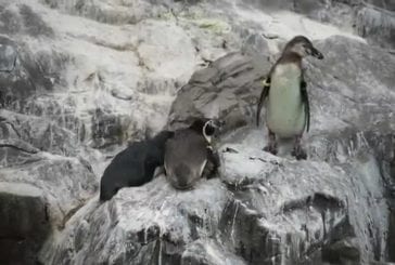 Quel enfoiré ce pingouin !
