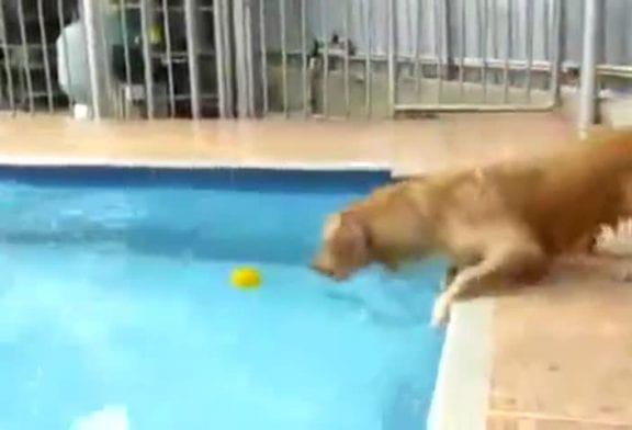 Comment rendre fou un chien !