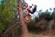 Le champion de Trial Toni Bou grimpe un arbre