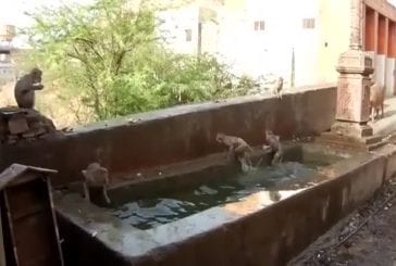 Des singes s’amusent dans l’eau