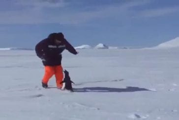 L’attaque des pingouins sauvages