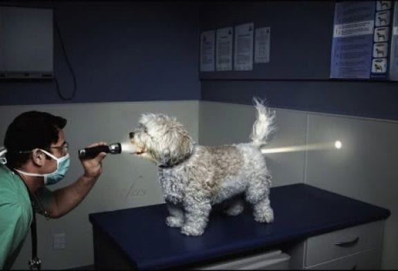 Des animaux drôles