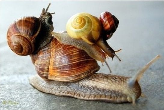 Un transport d’escargot