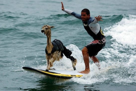 Alpaca Surfing