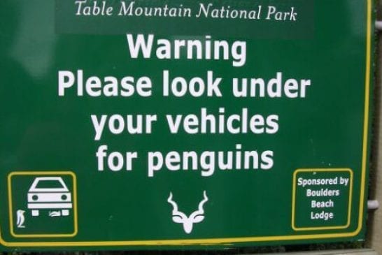 Look For Penguin