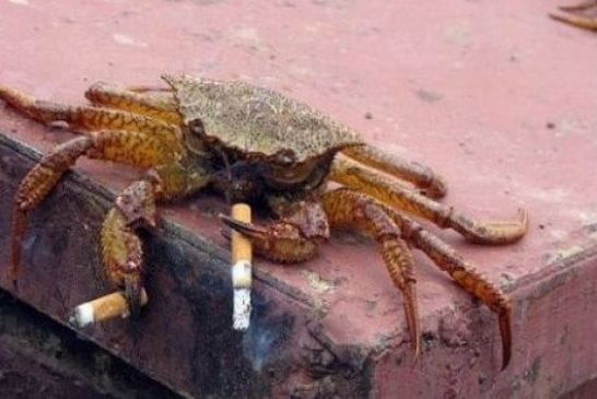 Smoking20Crab