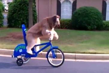 Un chien se promène seul en vélo