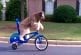 Un chien se promène seul en vélo