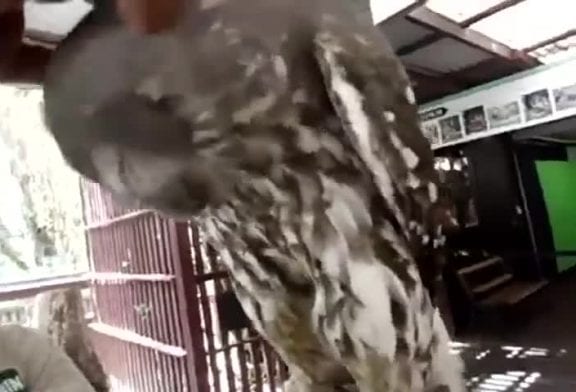 Un adorable hibou adore se faire gratouiller la tête