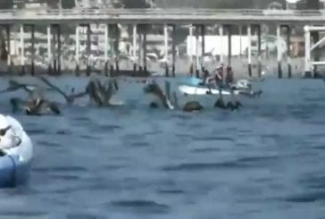 Rencontre entre une baleine et un kayak