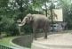 Eléphant jette sa merde sur les visiteurs