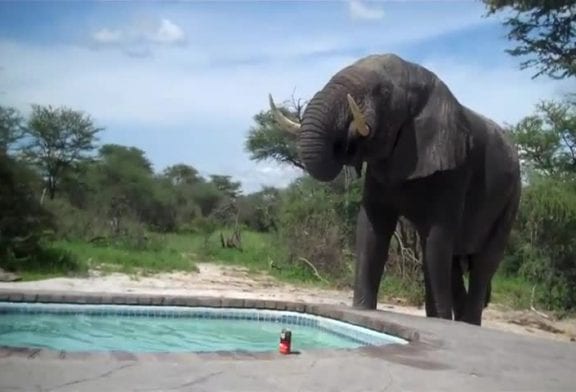 Une rencontre étonnante dans la piscine avec un éléphant