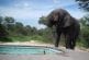 Une rencontre étonnante dans la piscine avec un éléphant
