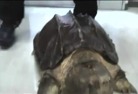 Une tortue hargneuse détruit un ananas