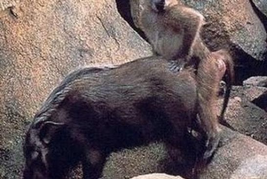 Erreur Sexe Animaux 32