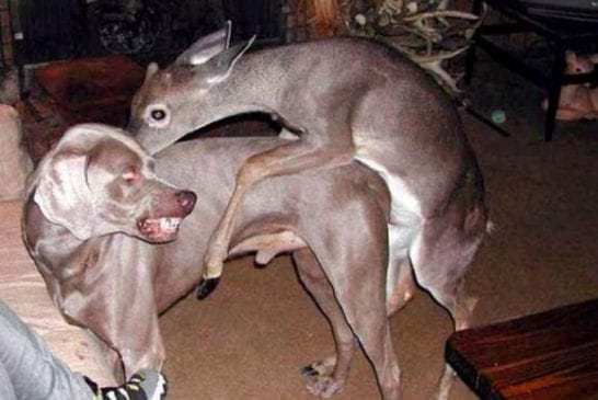 Erreur Sexe Animaux 23