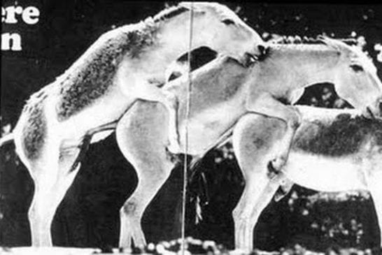 Erreur Sexe Animaux 10