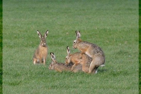 Erreur Sexe Animaux 13