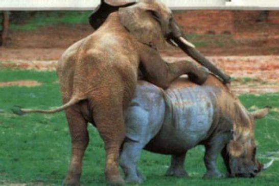 Erreur Sexe Animaux 35