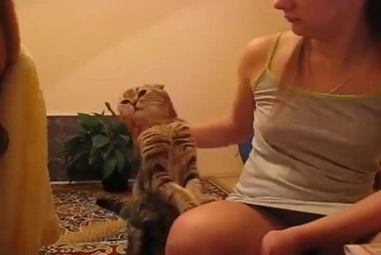 Pat le chat