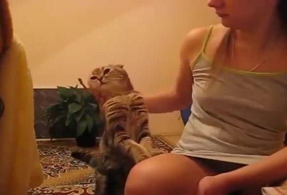 Pat le chat