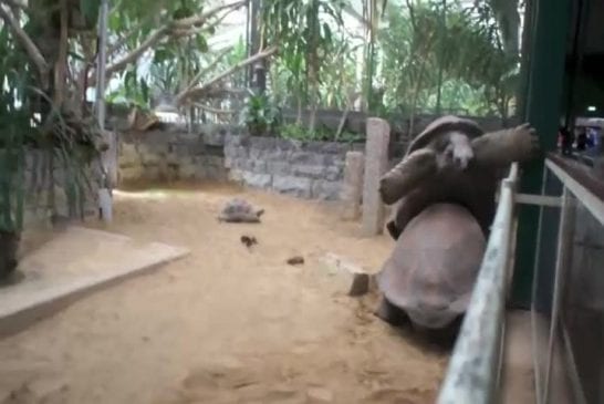 Reuzenschildpad Artis Amsterdam valt ondersteboven