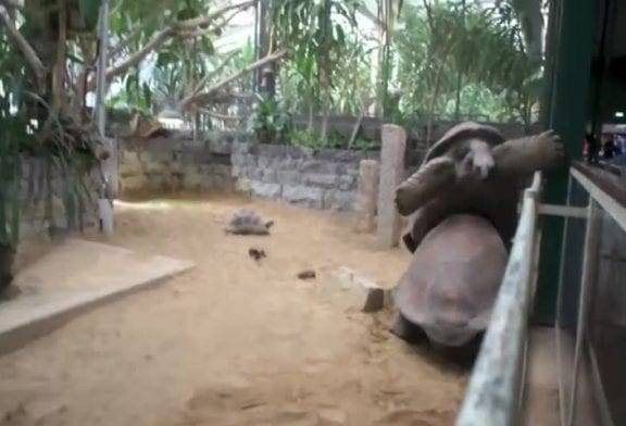Reuzenschildpad Artis Amsterdam valt ondersteboven