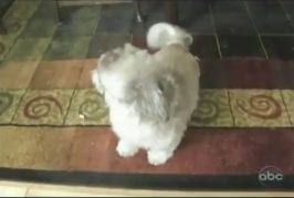 Le chien qui hurle le mieux