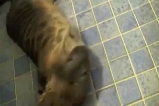 Le chat le plus obéissant