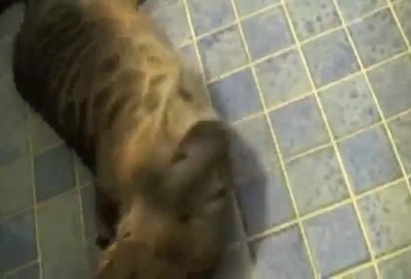 Le chat le plus obéissant