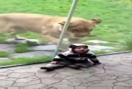 Lion veut manger un bébé