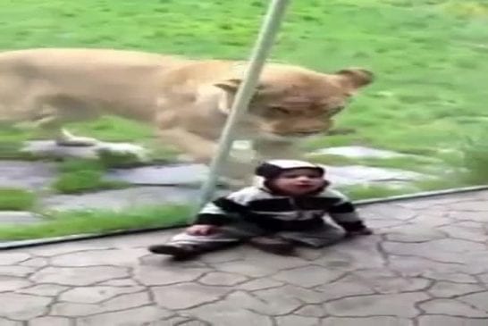 Lion veut manger un bébé