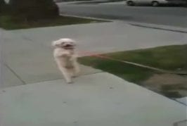 Le chien qui ne voulait plus marcher à 4 pattes
