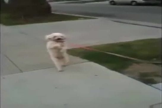 Le chien qui ne voulait plus marcher à 4 pattes