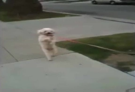 Le chien qui ne voulait plus marcher à 4 pattes