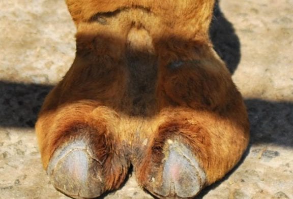 Les pattes de chameau