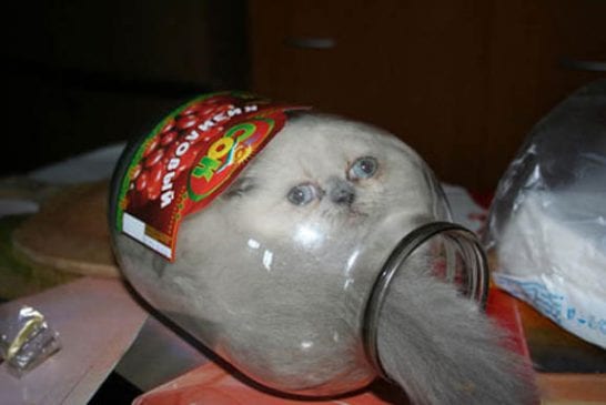playful kitten in a jar