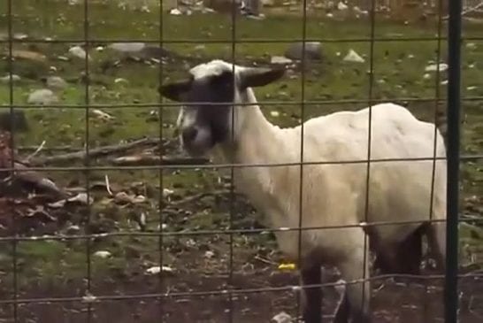 Le mouton qui hurle