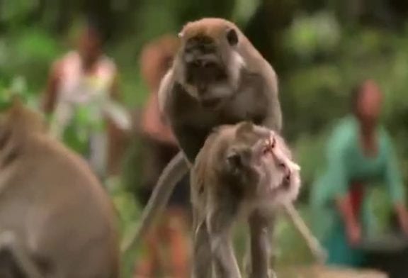 Journaliste attaqué par des singes