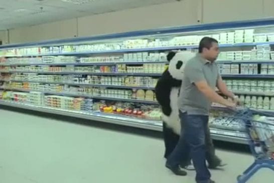 Ne jamais dire non à un panda